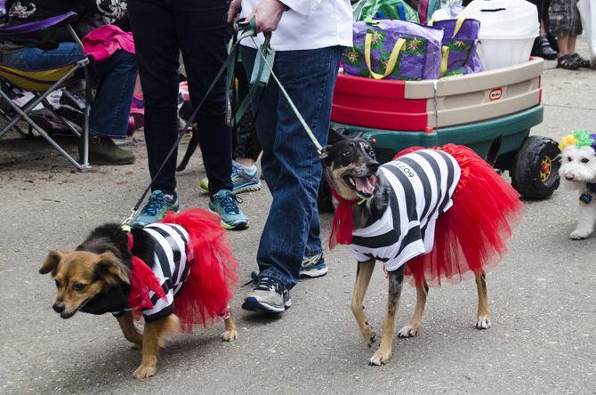 PHOTOS: Bark in the Park