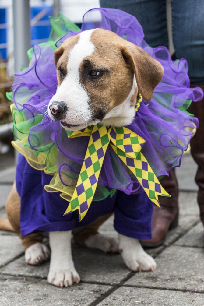 PHOTOS: Bark in the Park