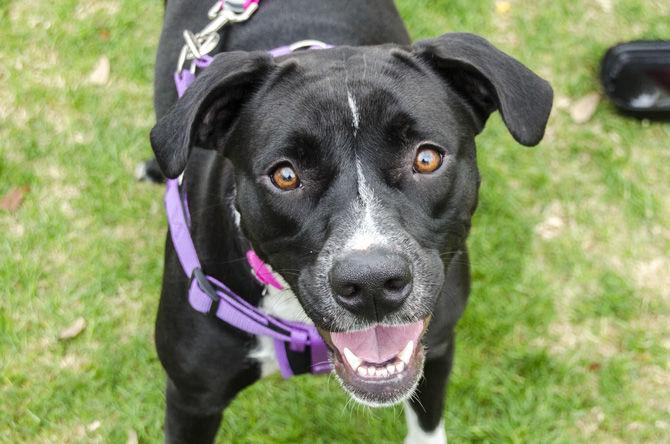 PHOTOS: Bark in the Park