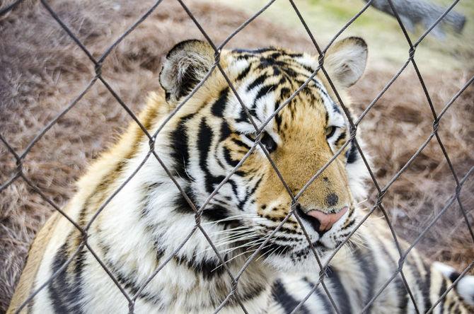 PHOTOS: Mike the Tiger