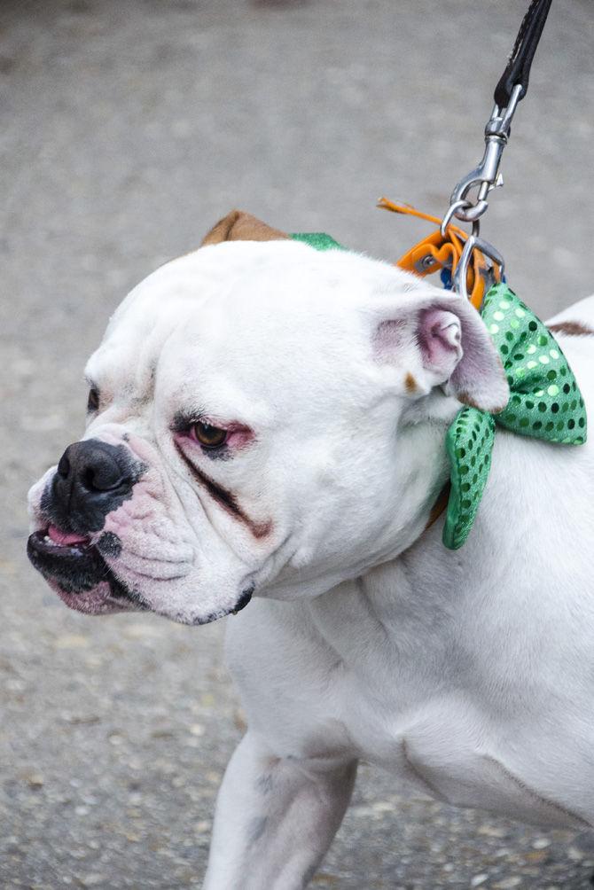 PHOTOS: Bark in the Park