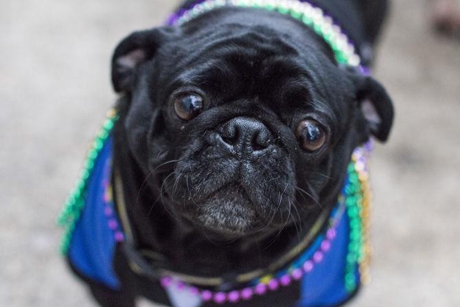 PHOTOS: Bark in the Park