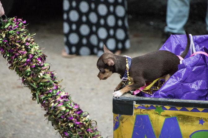 PHOTOS: Bark in the Park