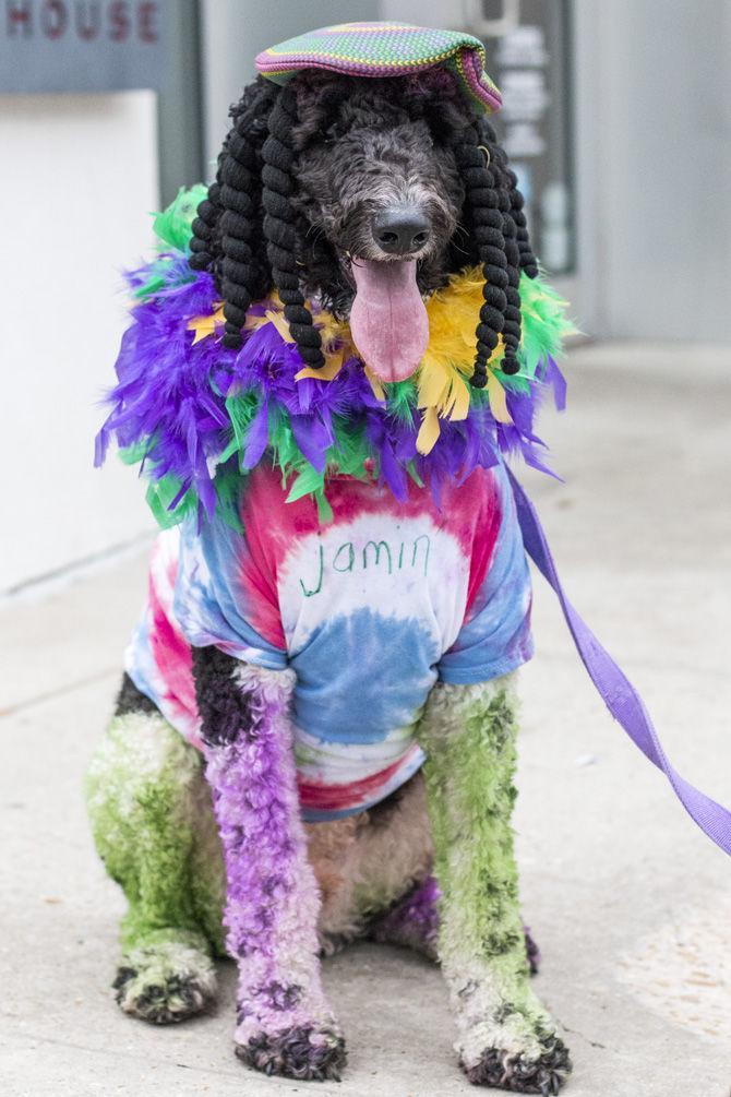 PHOTOS: Bark in the Park