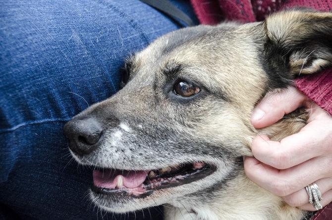 PHOTOS: Bark in the Park