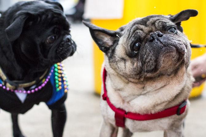 PHOTOS: Bark in the Park