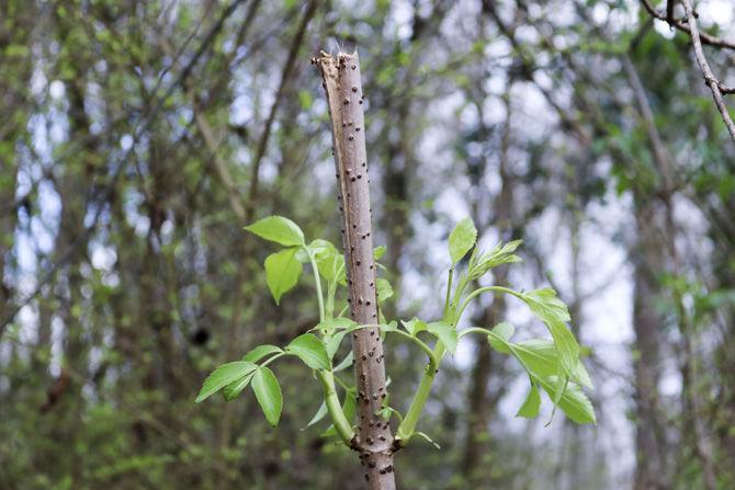 PHOTOS: Bluebonnet Swamp Volunteer Day