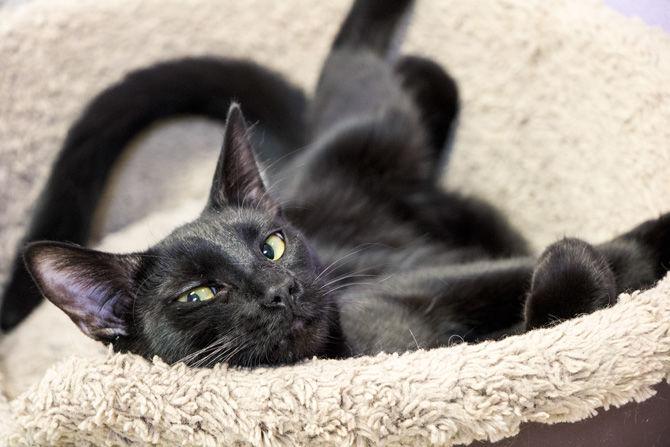 A cat rolls around in a bed at Cat Haven on&#160;Saturday, Jan. 27, 2018.