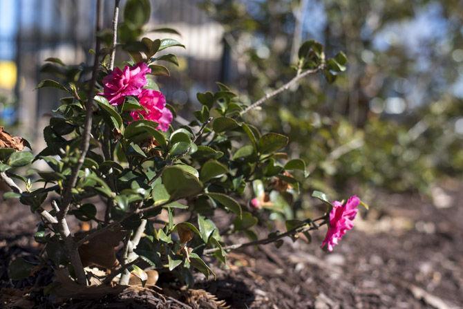 LSU Preschool nabs prestigious accreditation, still wants LSU student volunteers