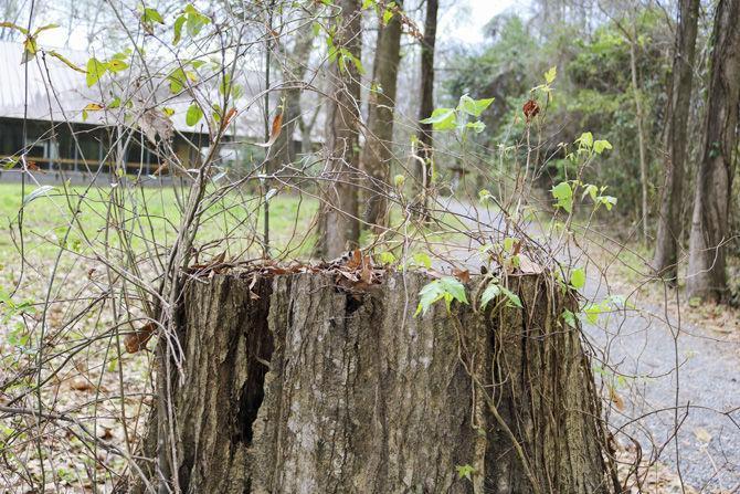 PHOTOS: Bluebonnet Swamp Volunteer Day