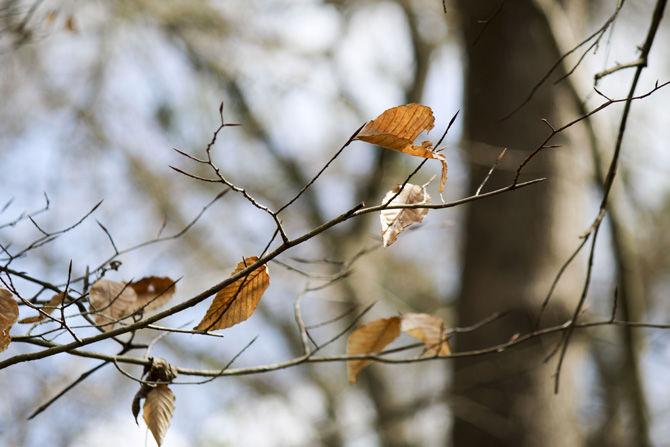 PHOTOS: Bluebonnet Swamp Volunteer Day