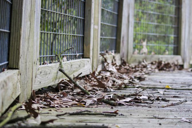 PHOTOS: Bluebonnet Swamp Volunteer Day