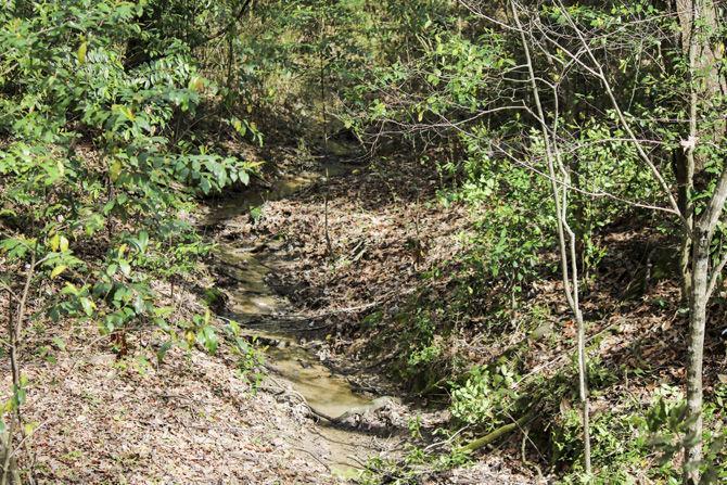 PHOTOS: Bluebonnet Swamp Volunteer Day