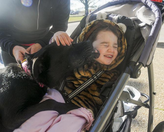 The LSU School of Veterinary Medicine put on the 23rd annual Great Rover Road Run where dogs and their owners could participate in a 5k run, a one mile fun-run, a costume contest, and a best trick contest on Saturday, February 27, 2016 on Skip Bertman Drive.