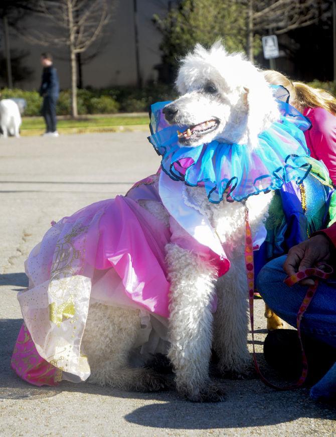 Vet School to host Great Rover Road Run Saturday