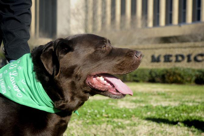 Vet School to host Great Rover Road Run Saturday