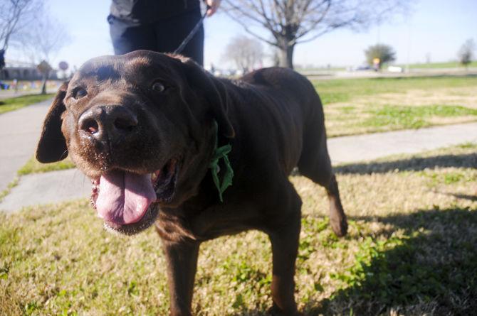 Vet school holds run for pets, owners to raise pet obesity awareness