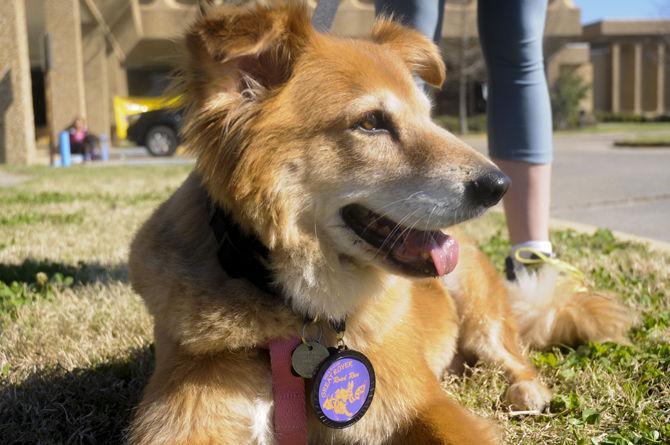 Vet school holds run for pets, owners to raise pet obesity awareness