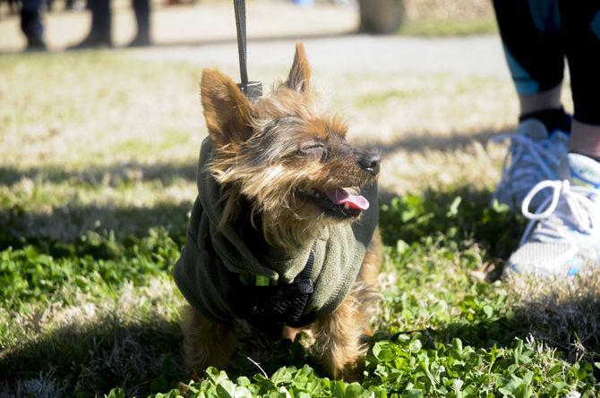 Vet school holds run for pets, owners to raise pet obesity awareness