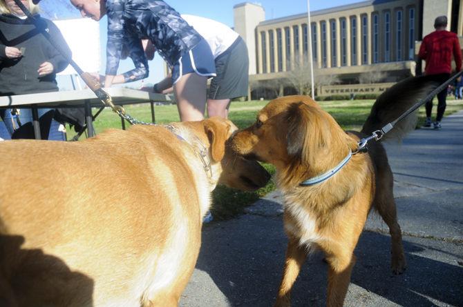 Vet School to host Great Rover Road Run Saturday