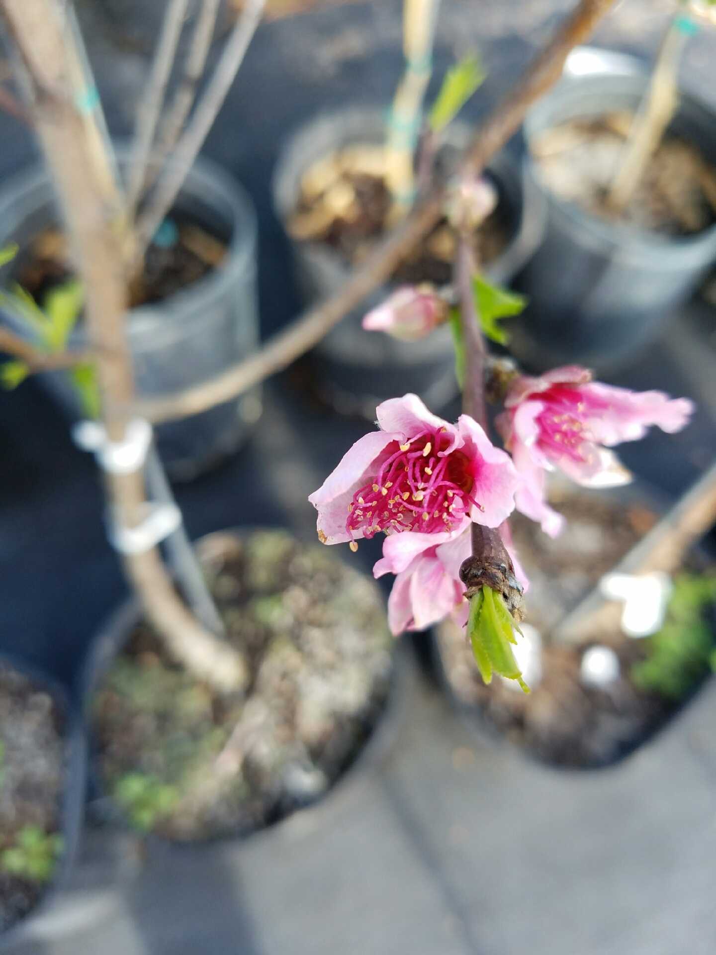 Horticulture Club at LSU prepares for annual spring plant sale