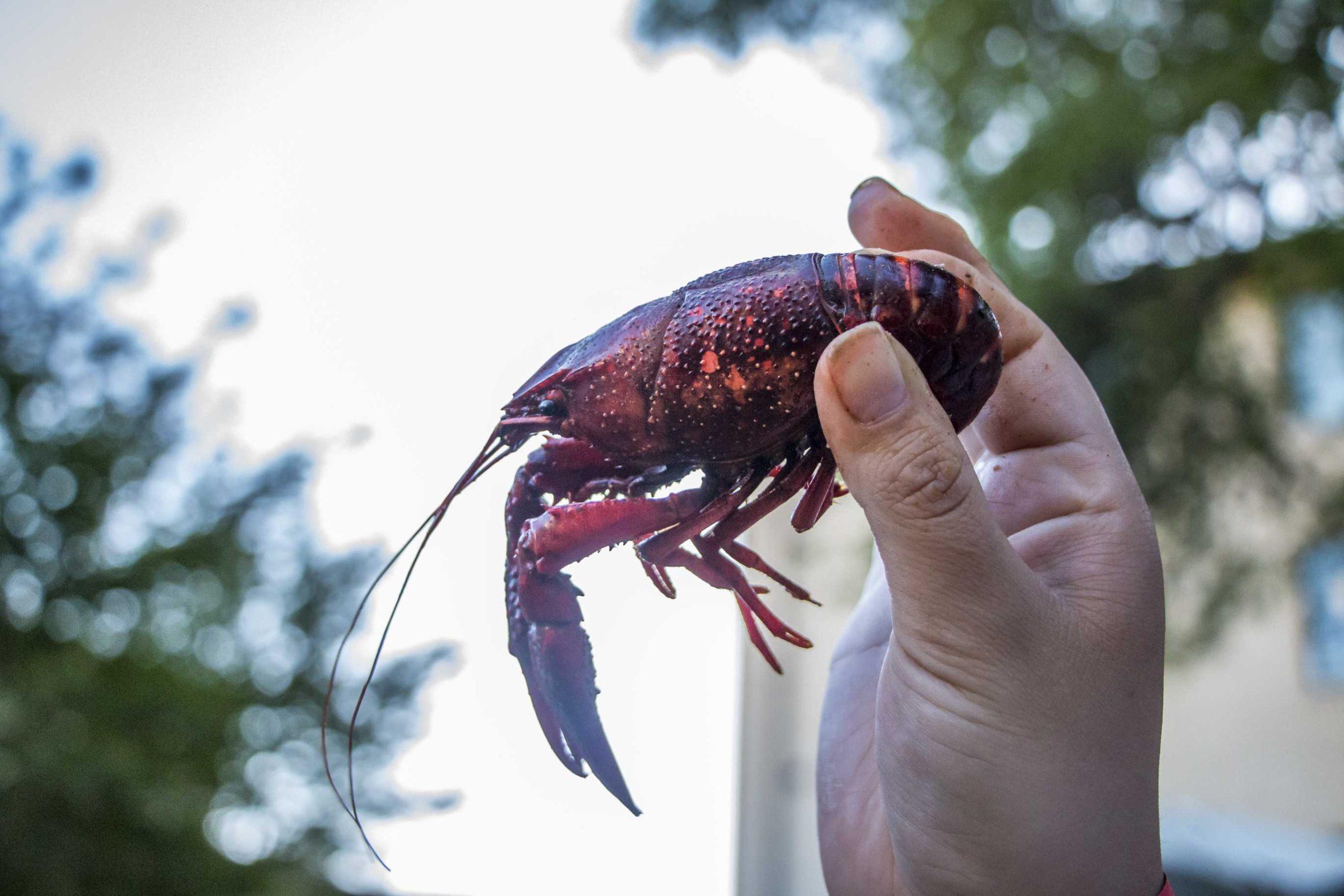 PHOTOS: RHA Crawfish Boil