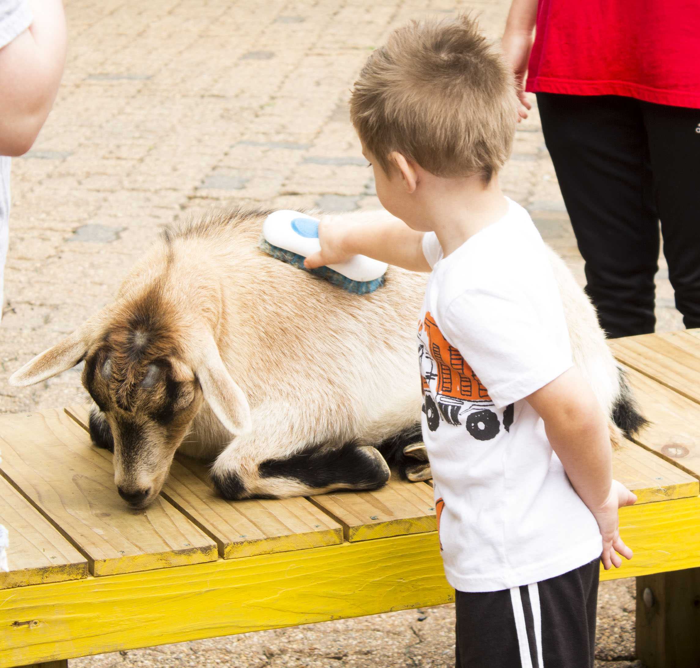 PHOTOS: Zippity Zoo Fest