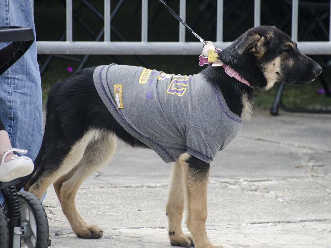 PHOTOS: LSU Spring Football Game Pregame