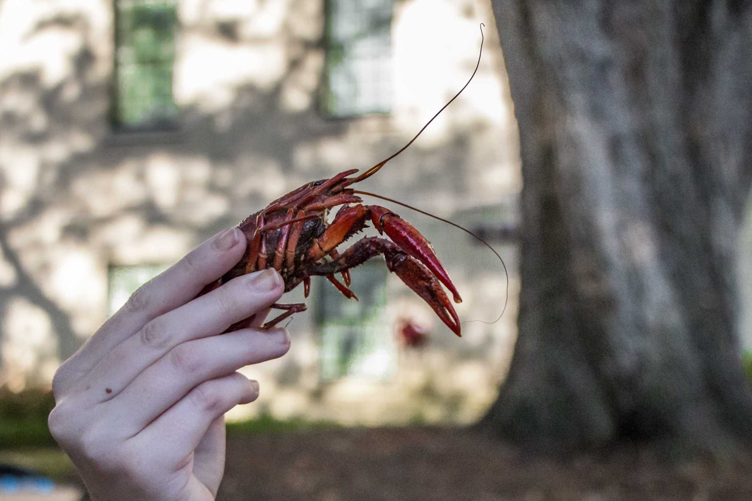 PHOTOS: RHA Crawfish Boil