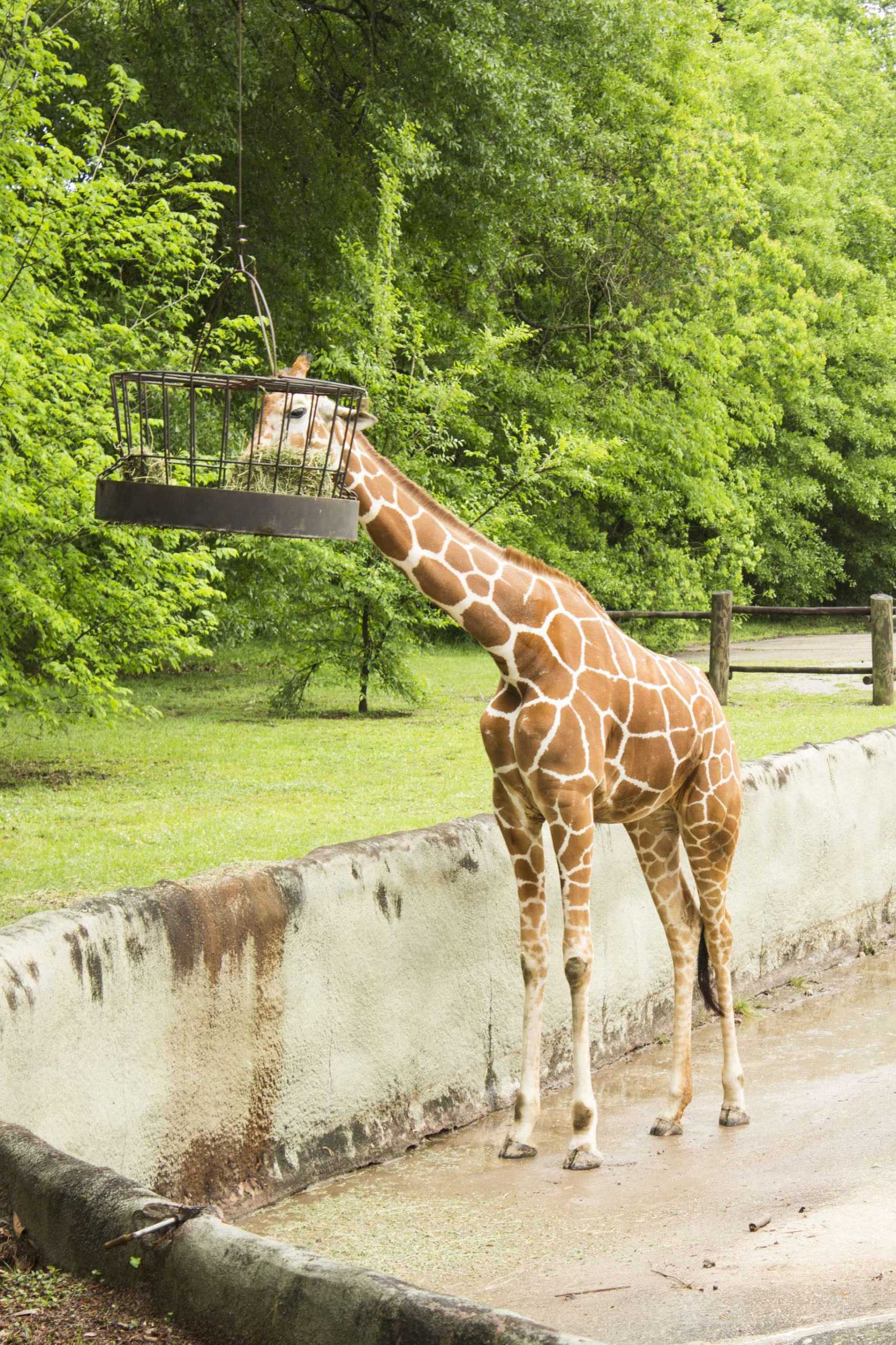 PHOTOS: Zippity Zoo Fest