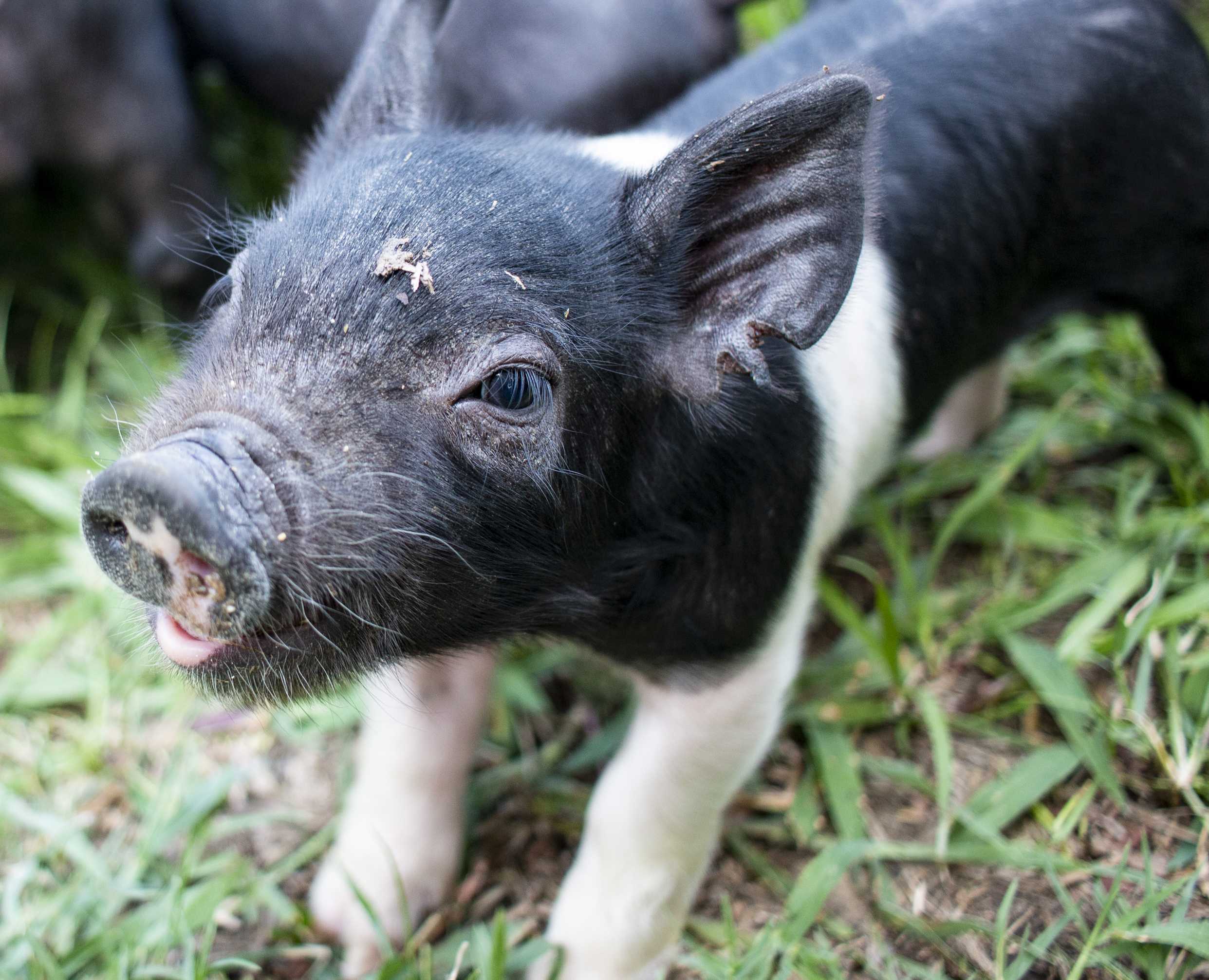 Piggin' Out: LSU AgCenter sees birth of 11 piglets