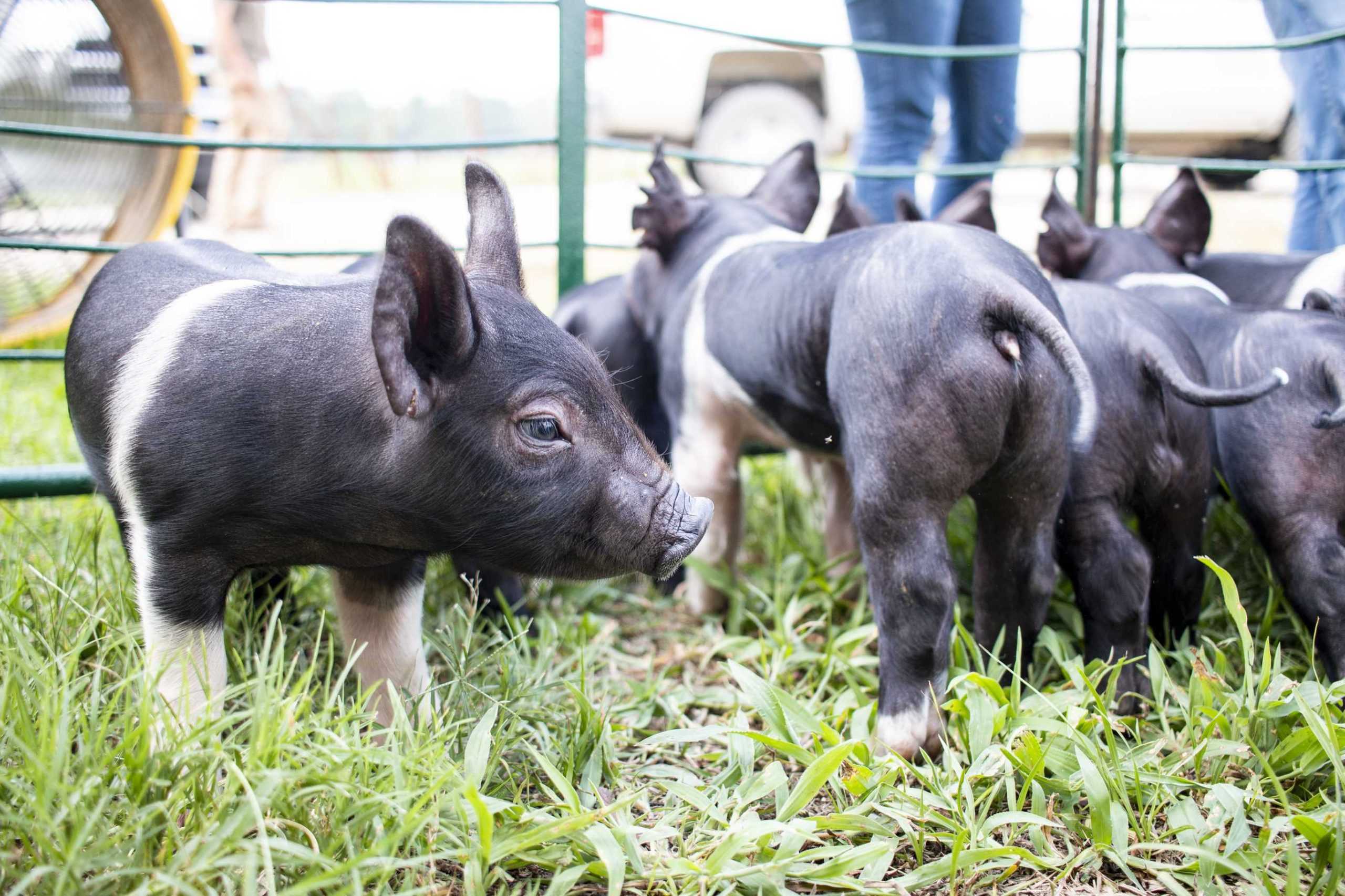 Piggin' Out: LSU AgCenter sees birth of 11 piglets