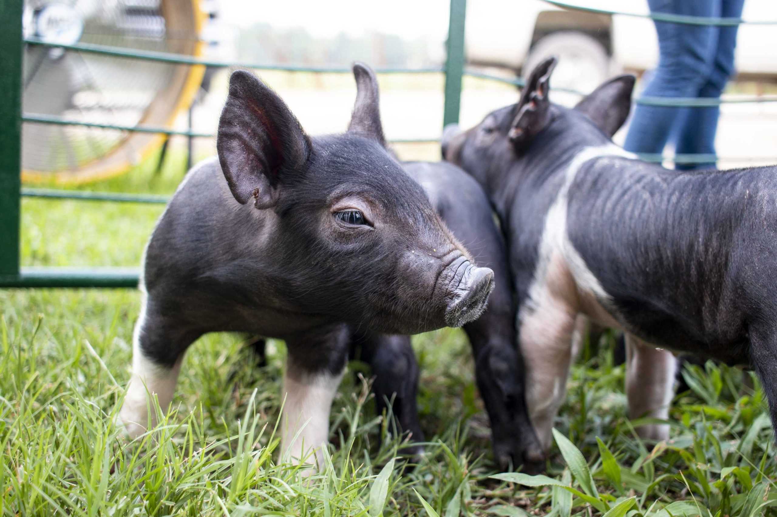 Piggin' Out: LSU AgCenter sees birth of 11 piglets