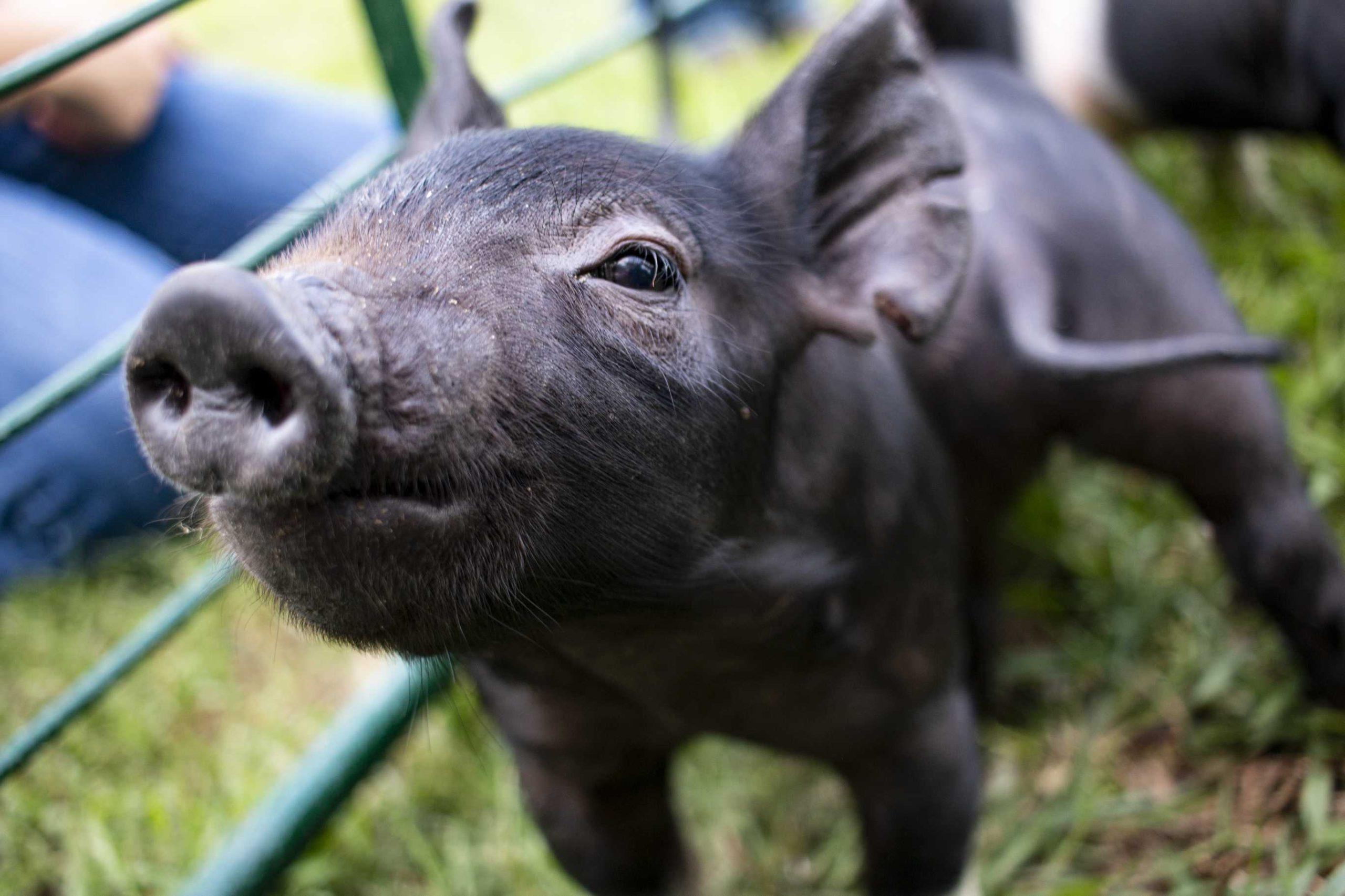 Piggin' Out: LSU AgCenter sees birth of 11 piglets