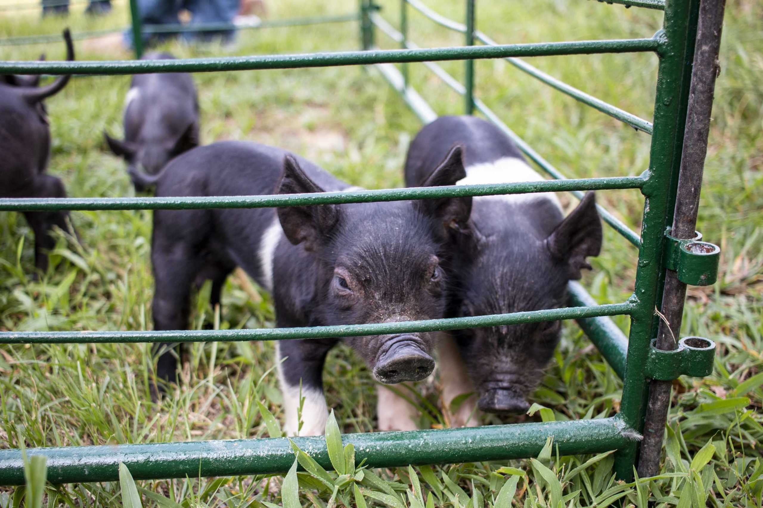 Piggin' Out: LSU AgCenter sees birth of 11 piglets