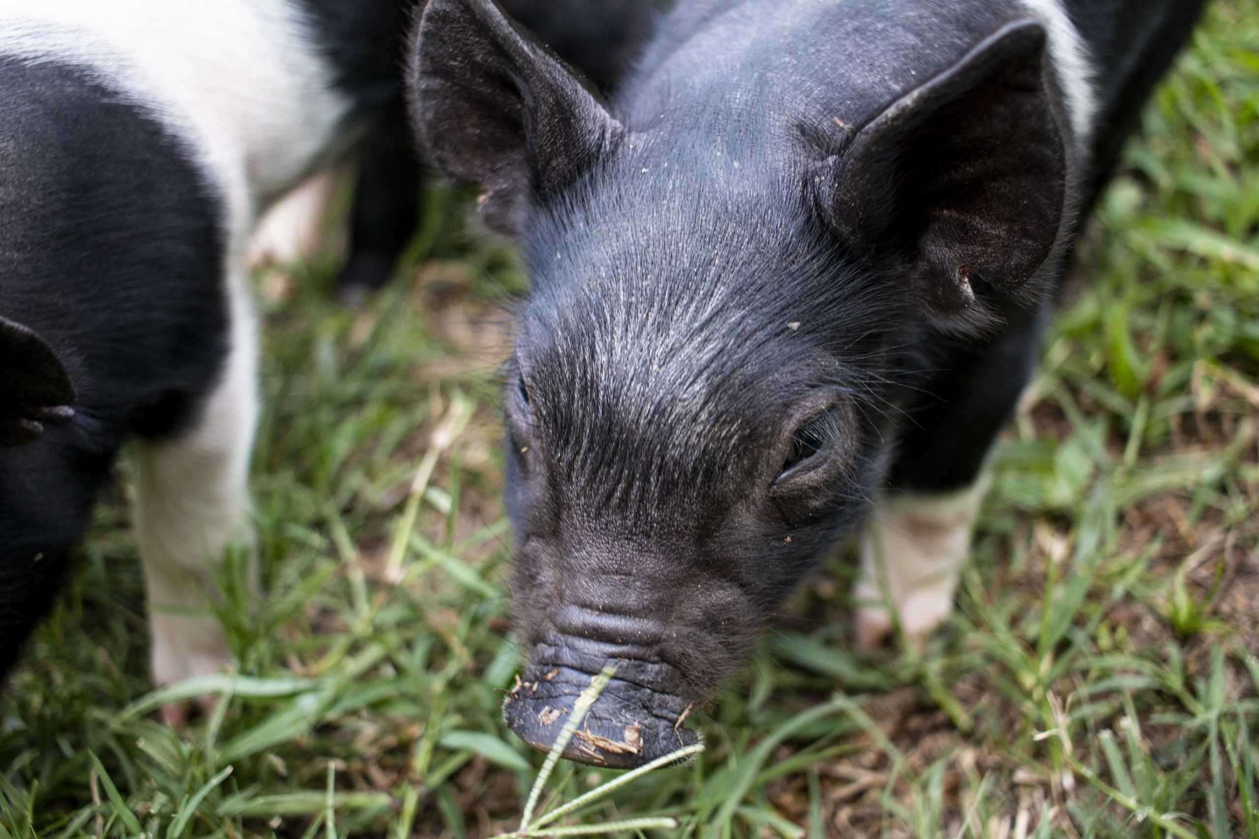 Piggin' Out: LSU AgCenter sees birth of 11 piglets