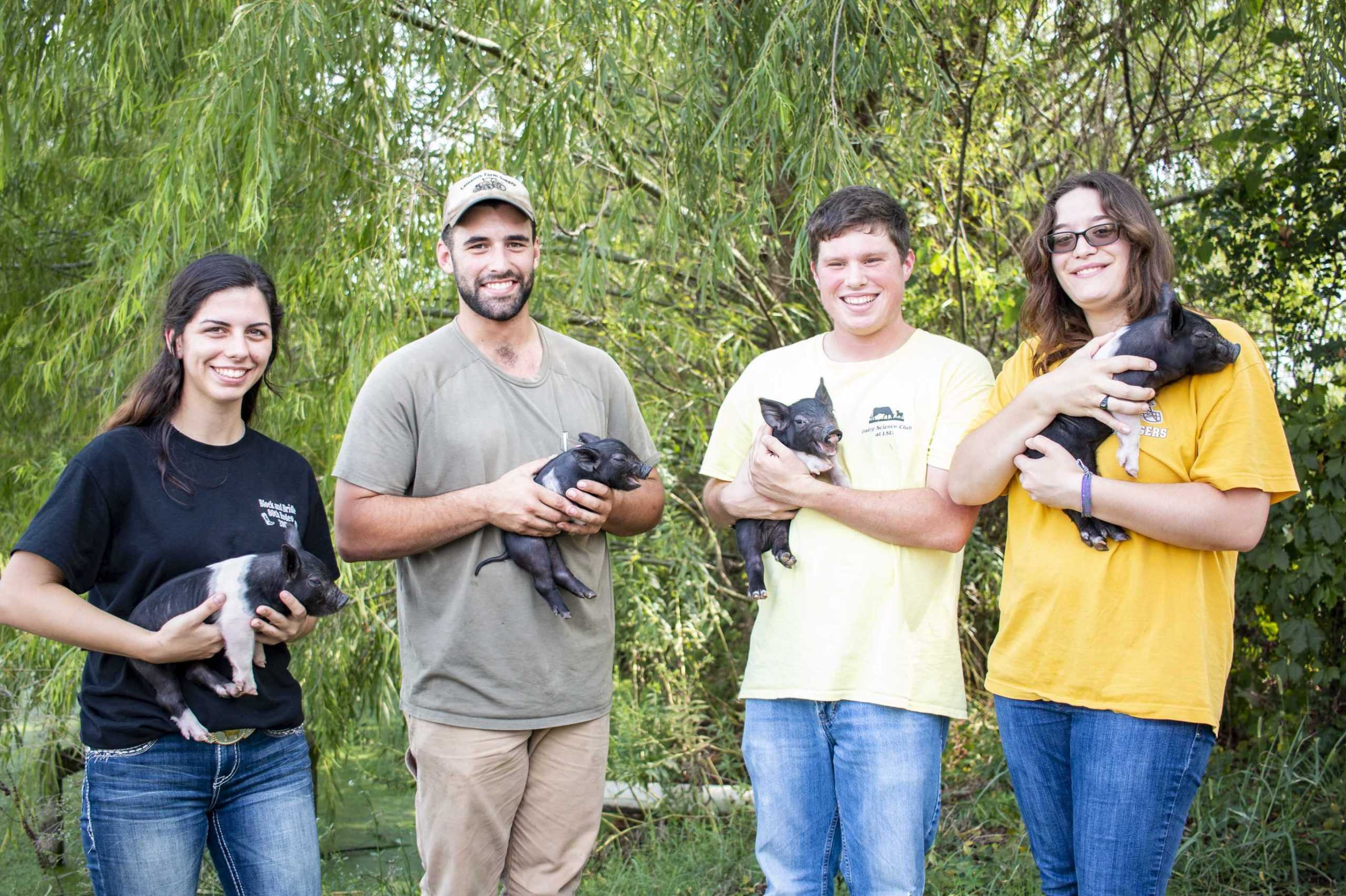 Piggin' Out: LSU AgCenter sees birth of 11 piglets