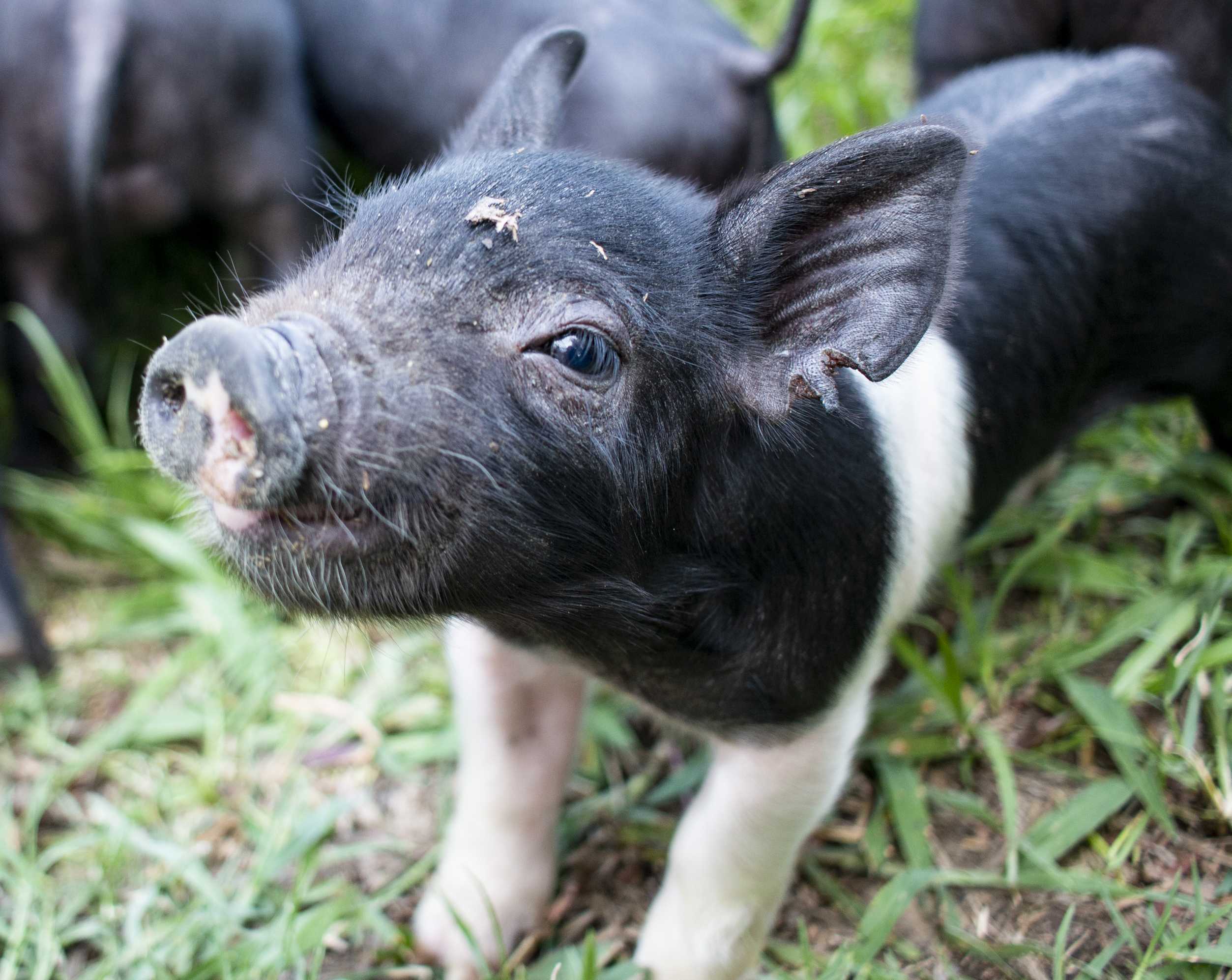 Piggin' Out: LSU AgCenter sees birth of 11 piglets