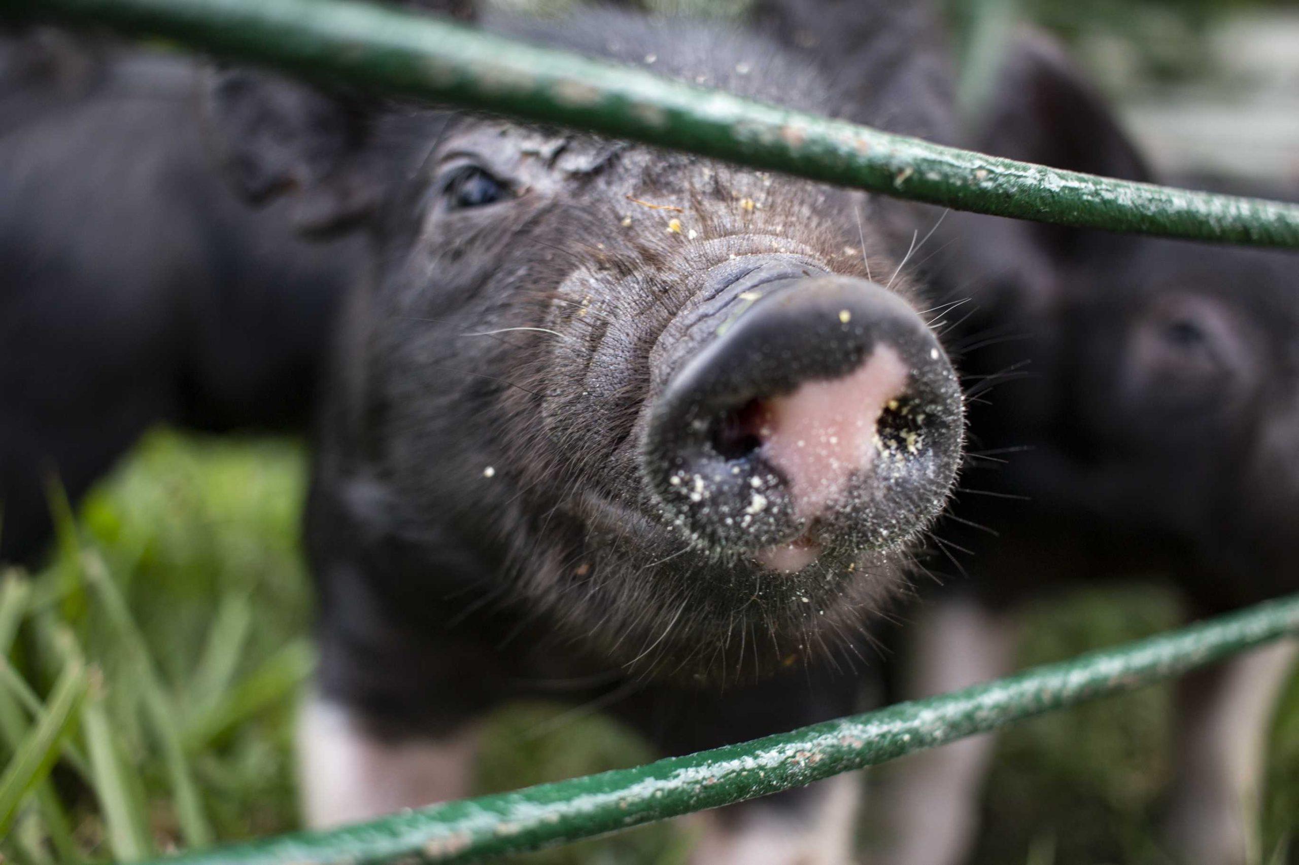 Piggin' Out: LSU AgCenter sees birth of 11 piglets