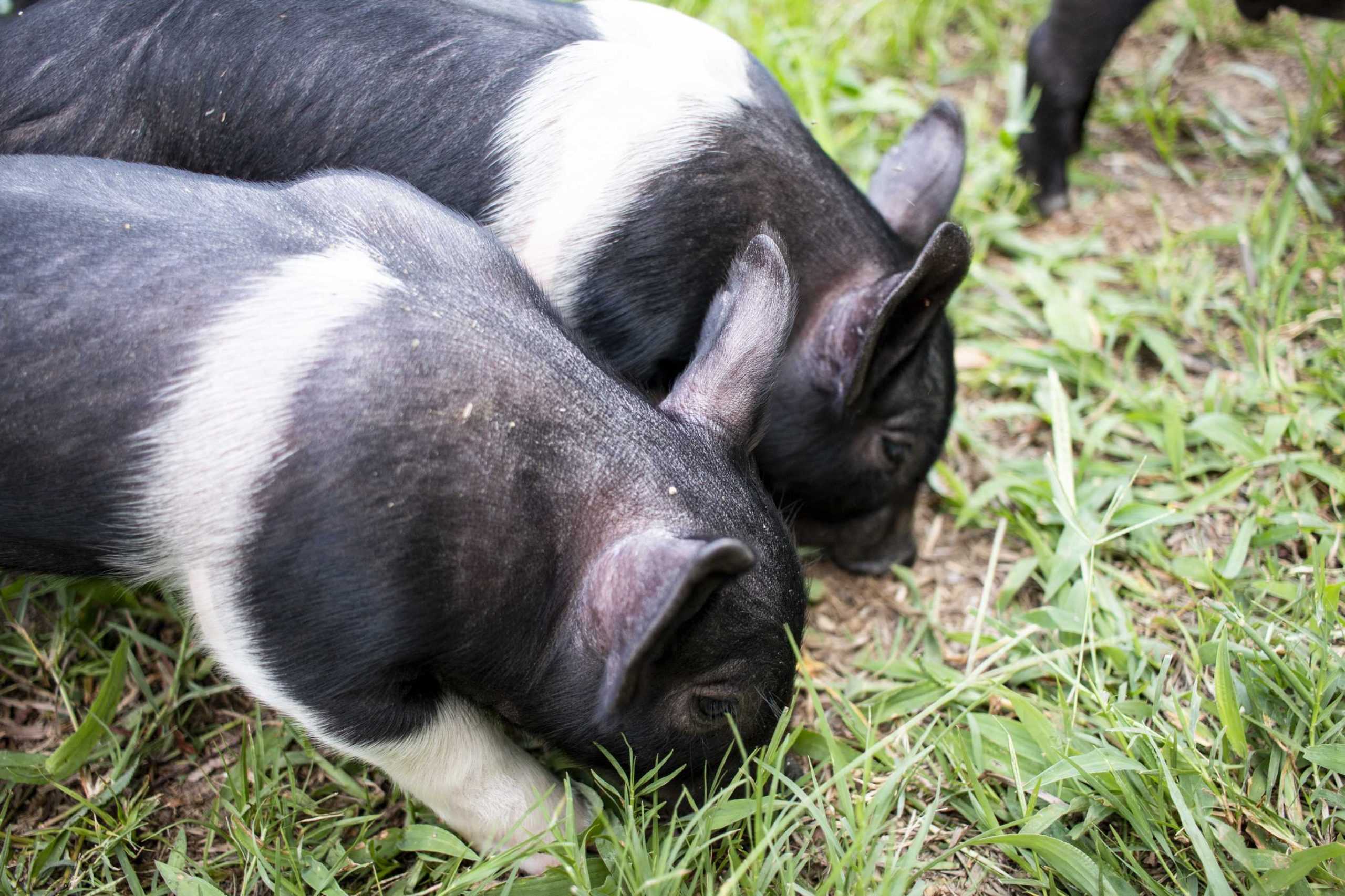 Piggin' Out: LSU AgCenter sees birth of 11 piglets