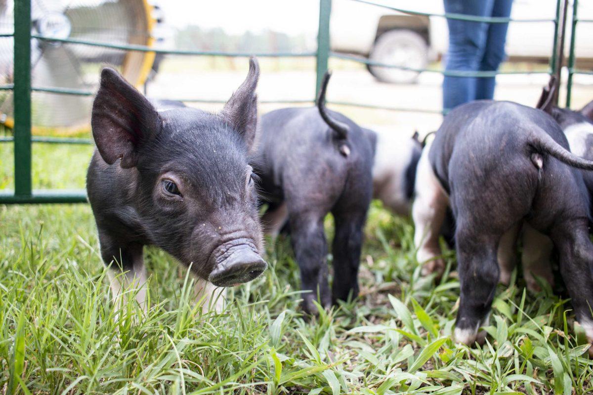 Piglets play in a pen at the LSU AgCenter Central Research Station on Friday, Aug. 24, 2018.