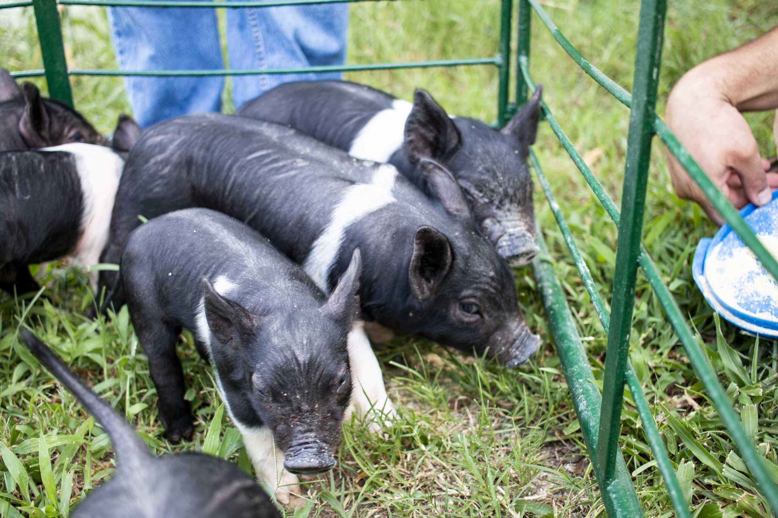 Piggin' Out: LSU AgCenter sees birth of 11 piglets