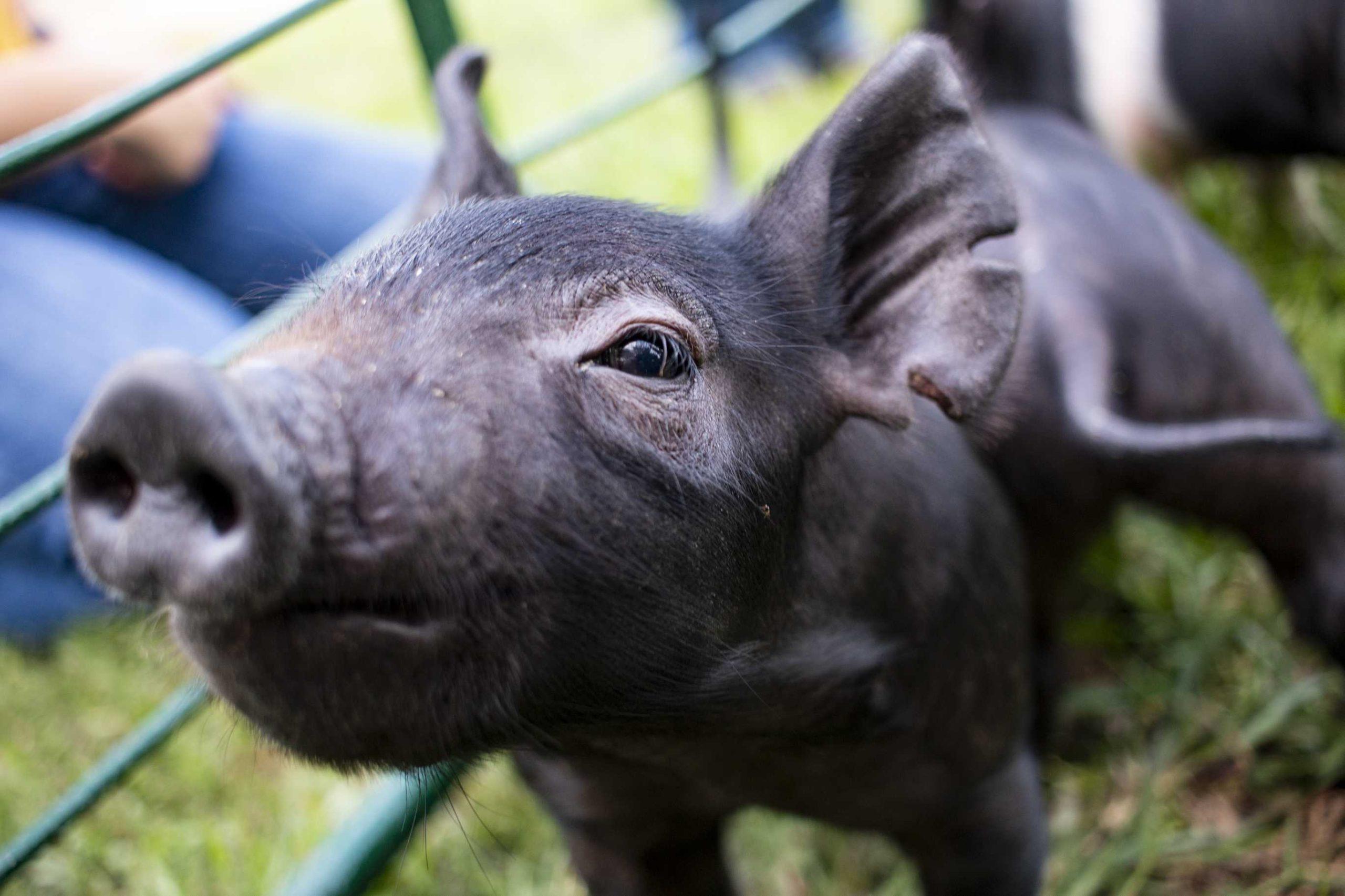 Piggin' Out: LSU AgCenter sees birth of 11 piglets