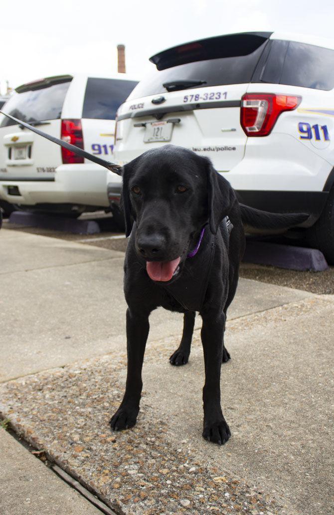 LSUPD welcomes new 'Vapor Wake' K-9s to campus