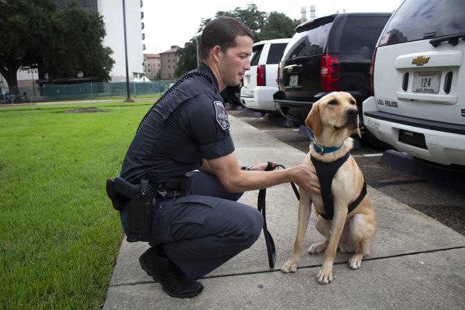 One of the newest members of the LSU K-9 team sits for a photo outside the LSU Parking and Transportation building on Monday, Sept. 24, 2018.