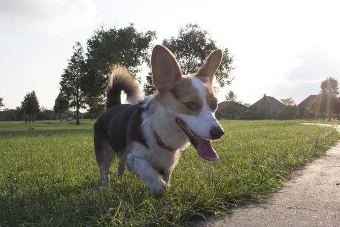 The Burbank Corgi Club meets up to play on Thursday, August 31, 2017 at Burbank Dog Park.