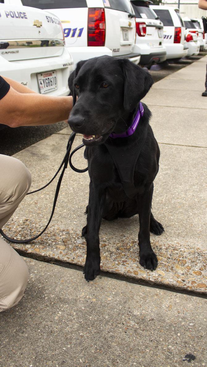 LSUPD welcomes new 'Vapor Wake' K-9s to campus