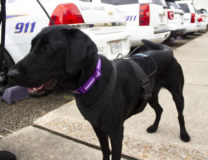 LSUPD welcomes new 'Vapor Wake' K-9s to campus