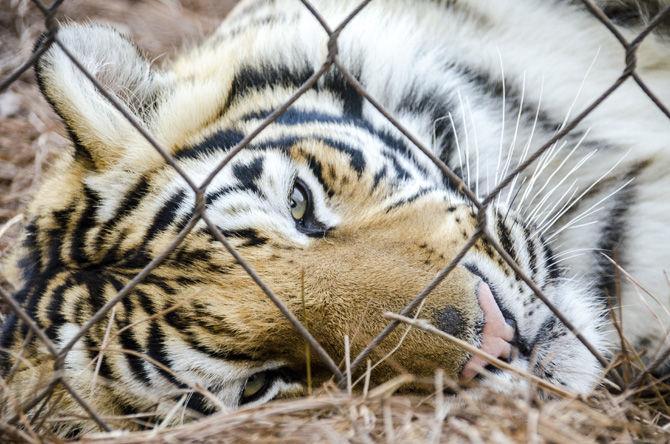 Mike the Tiger enjoys the cold weather on Sunday, Jan. 14, 2018, in his habitat on LSU campus.