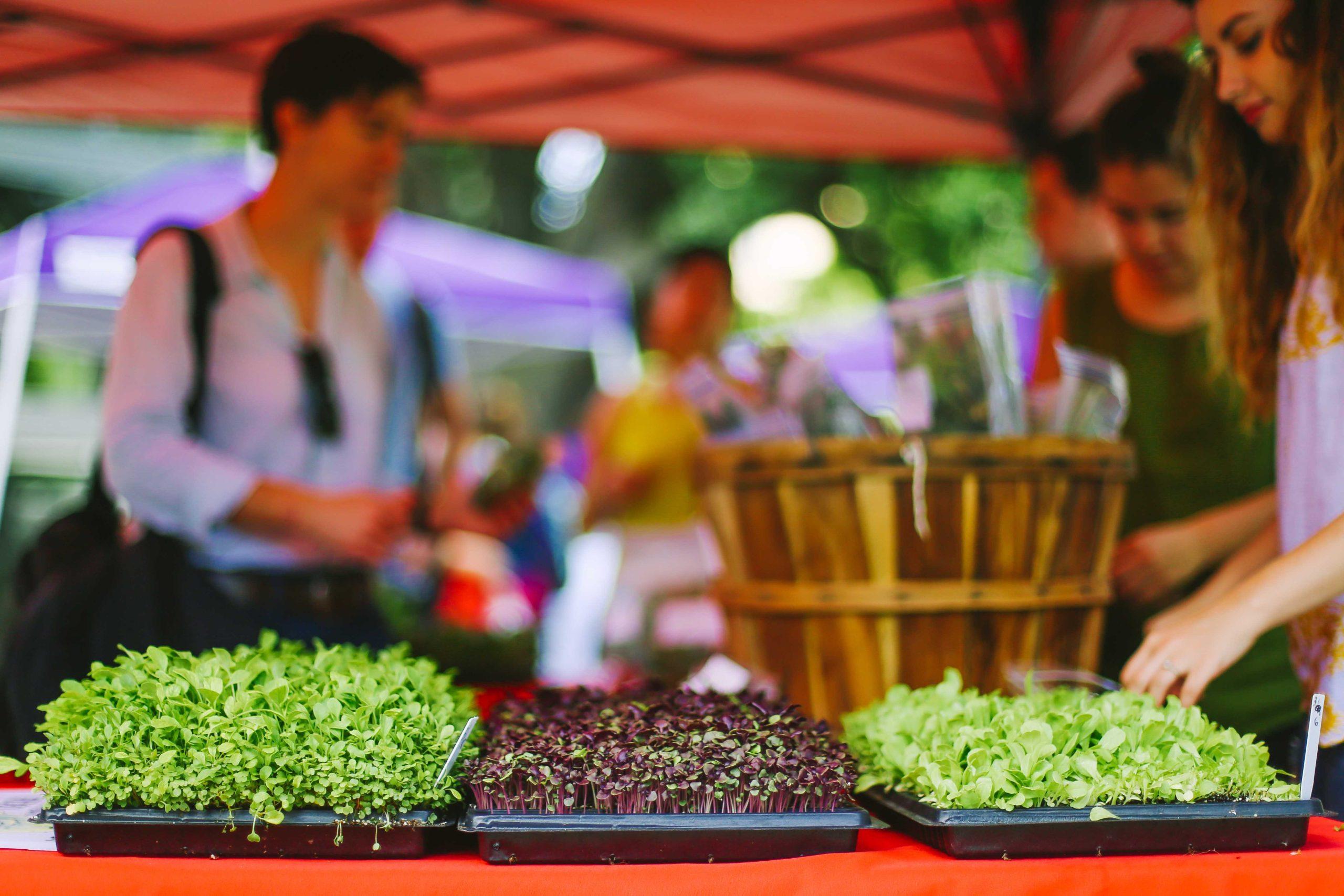 Students grow, sell produce in Hill Farm farmer's market